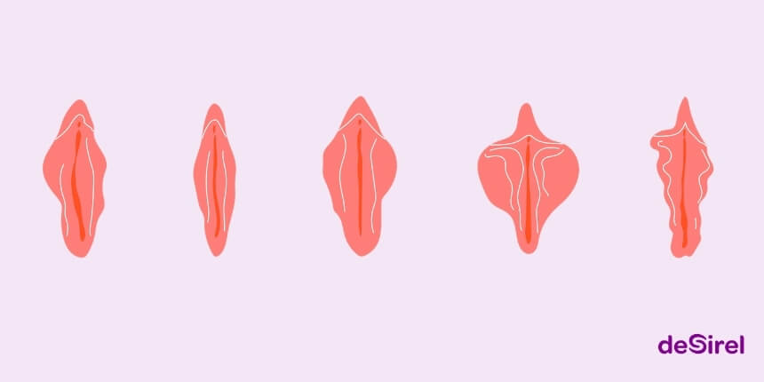 Rodzaje waginy, kształty warg sromowych i pewność siebie | Desirel.pl Sex Shop